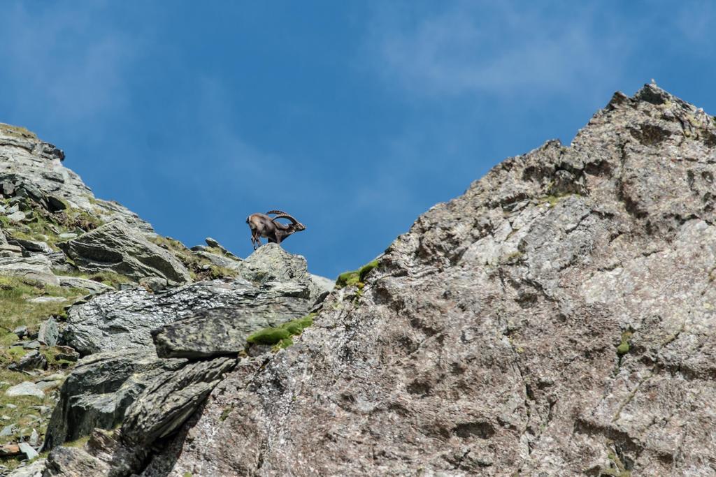 Landhaus Alpenrose - Feriendomizile Pichler Heiligenblut Extérieur photo